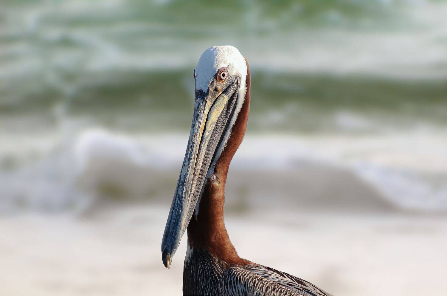 A Pelican Breathes as the Waves Sea