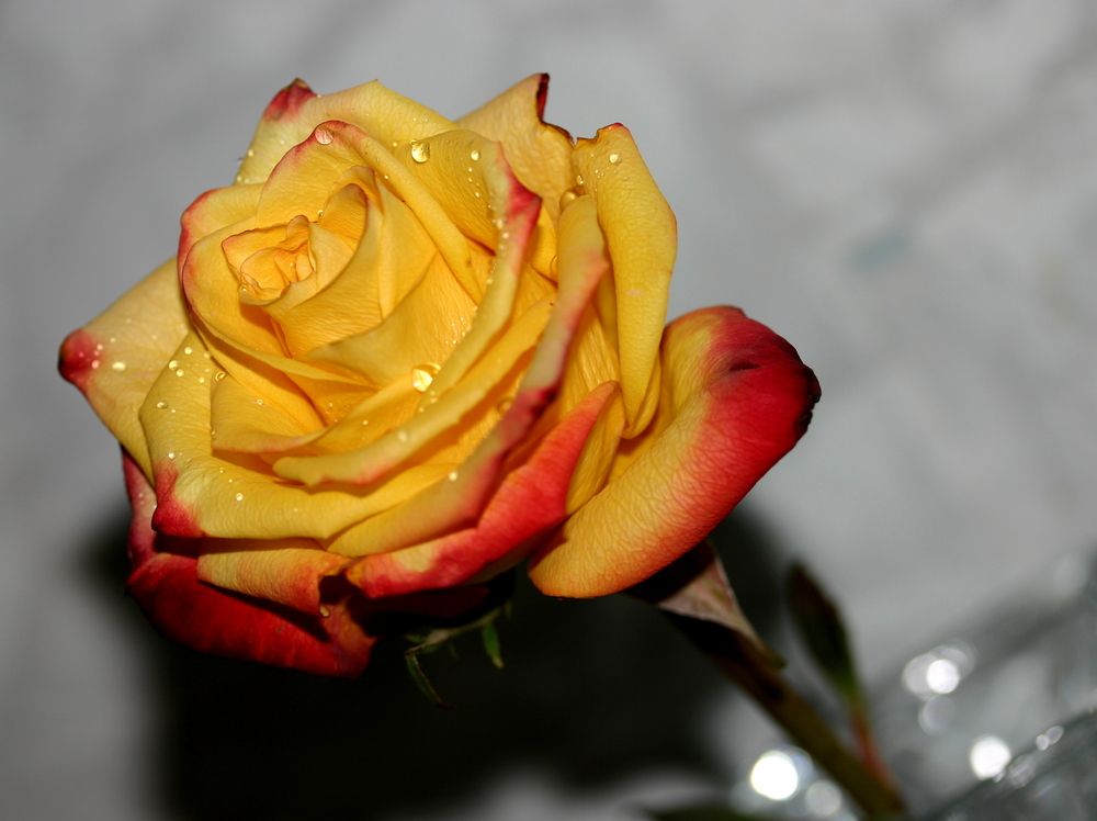 Фотография автора Nelya  Lysenko