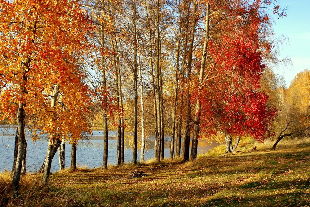 Фотография автора Nelya  Lysenko