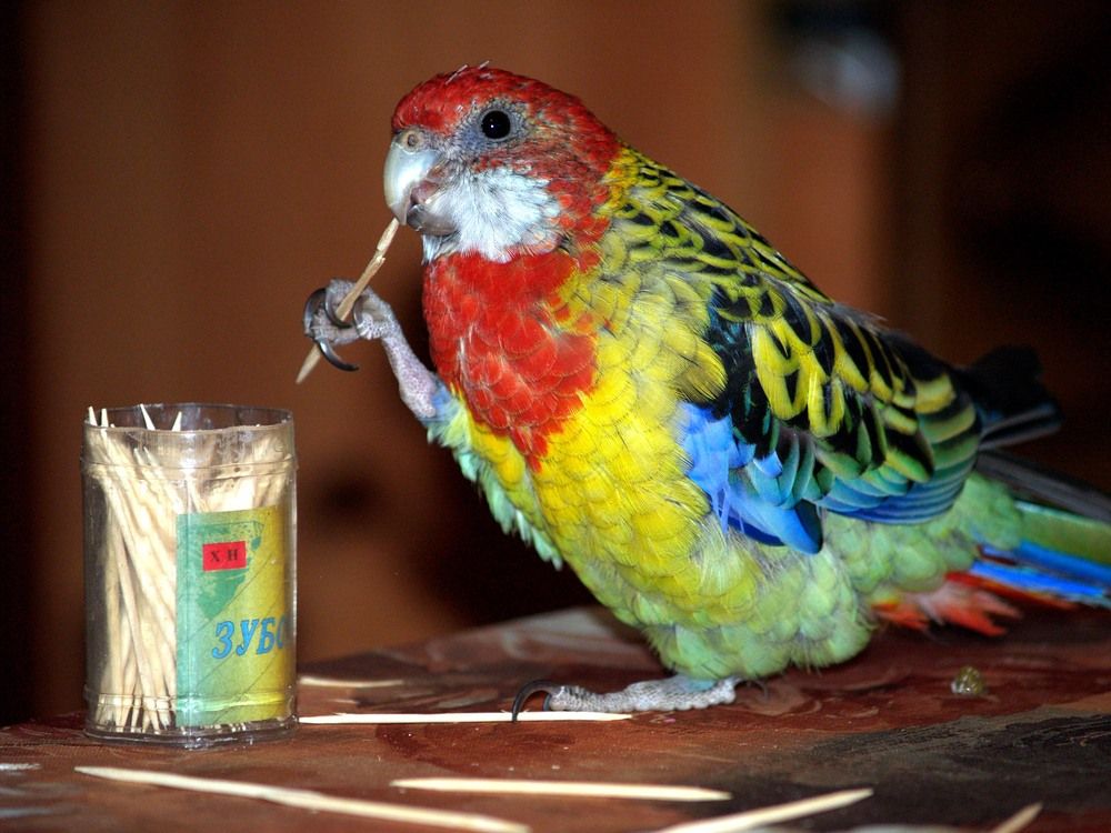 А клювочистки у вас есть?