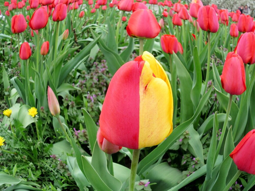 Двухцветный тюльпан