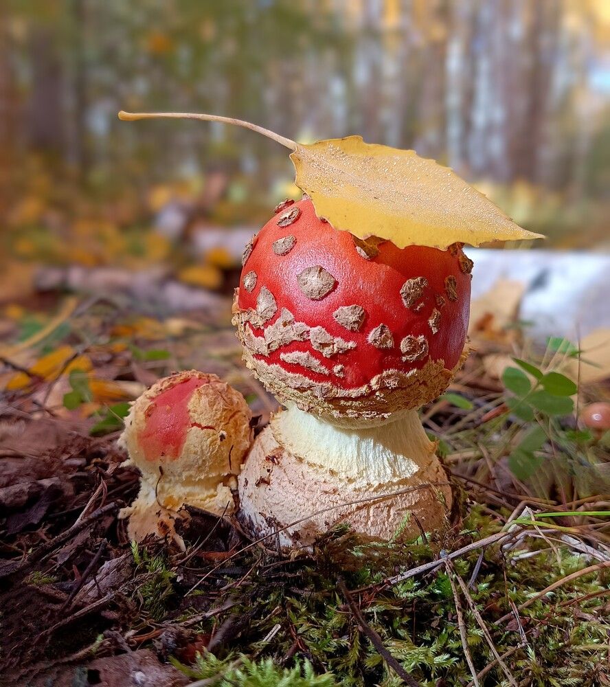 Photograph by Ирина Молоткова