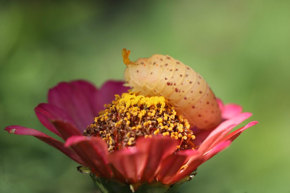 Фотография автора Tatyana Salieva