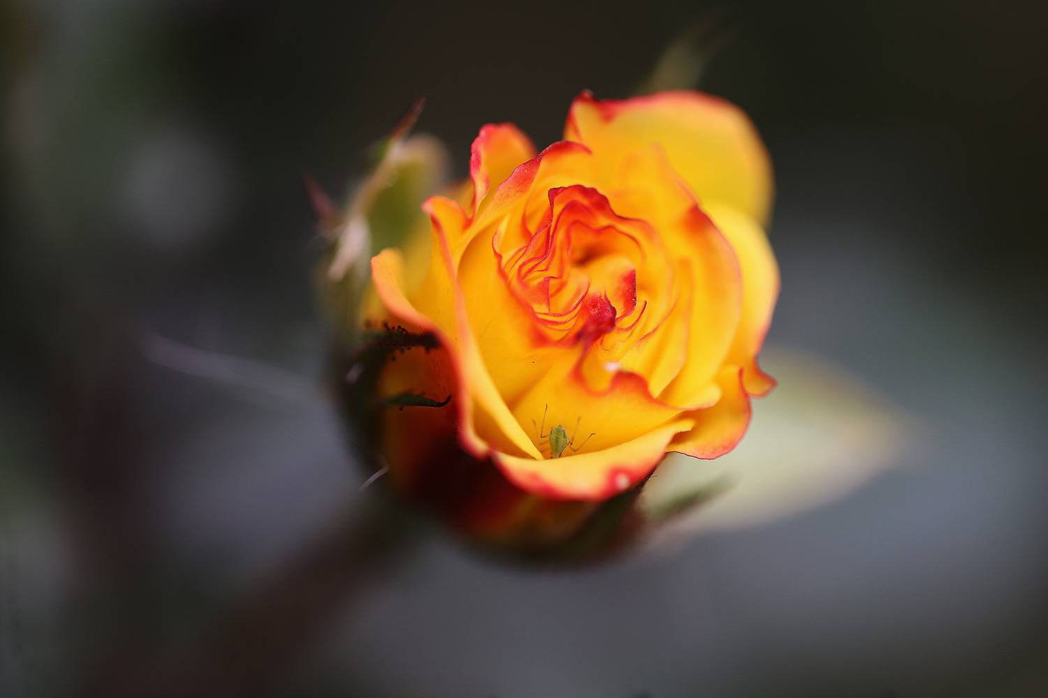 Роза с сюрпризом