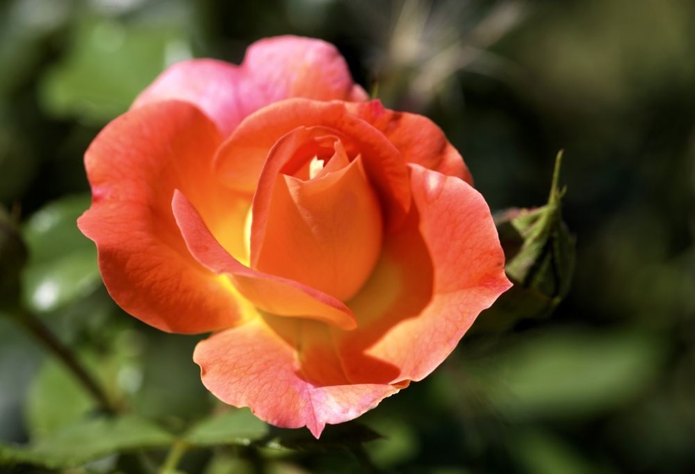 Фотография автора Tatyana Salieva