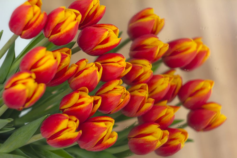 Фотография автора Анастасия Северюхина