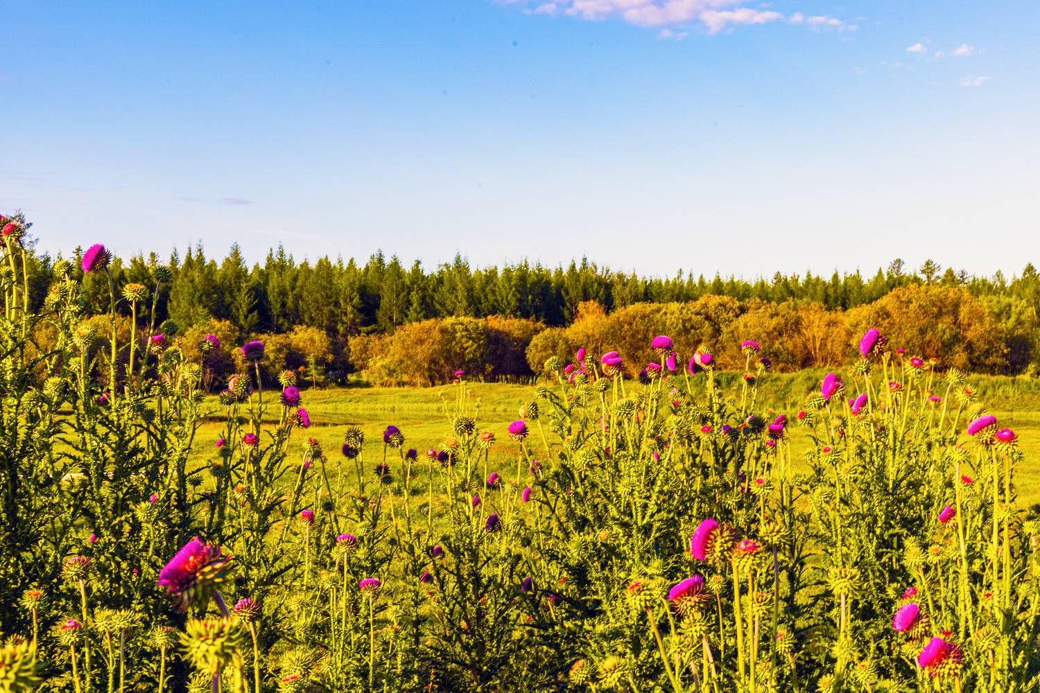 Расторопши и осень.