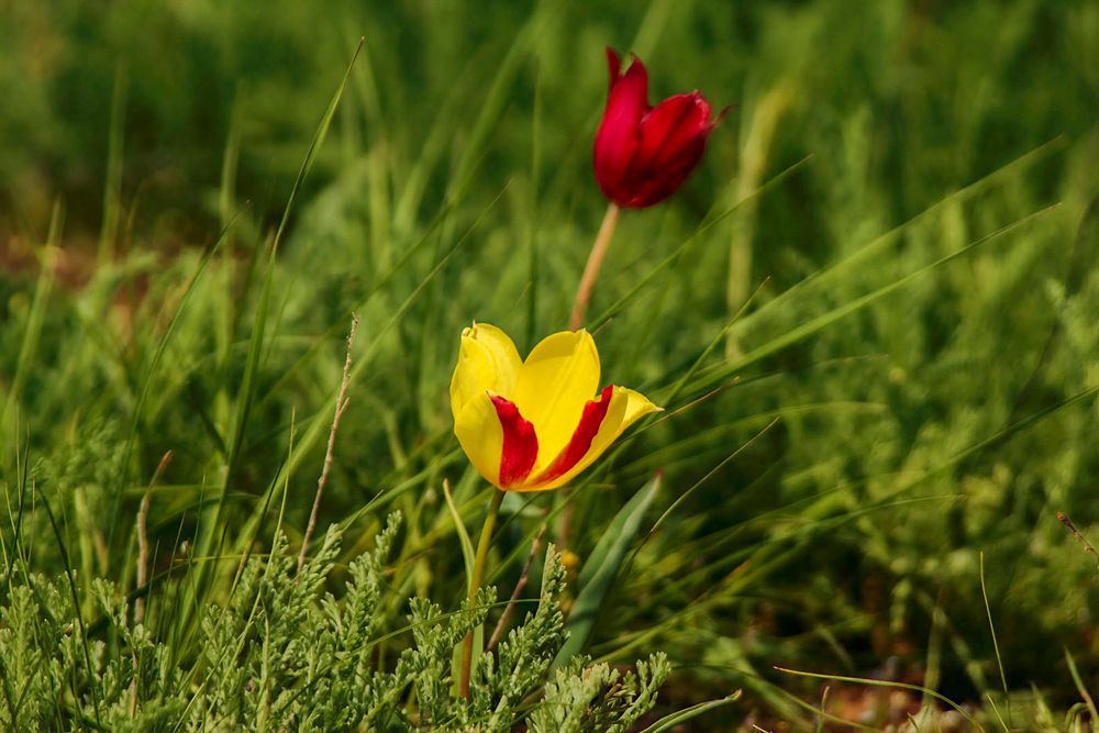 Photograph by Ирина Шибитова