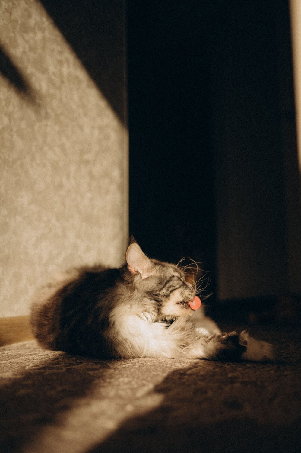 Photo #13416823