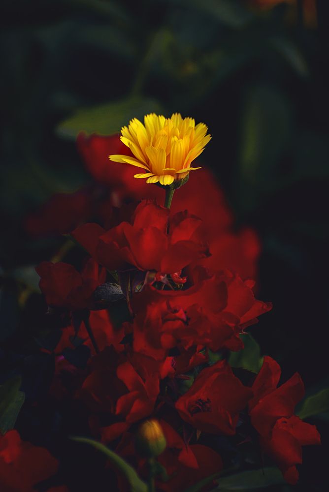 Photograph by Valeria Azamat