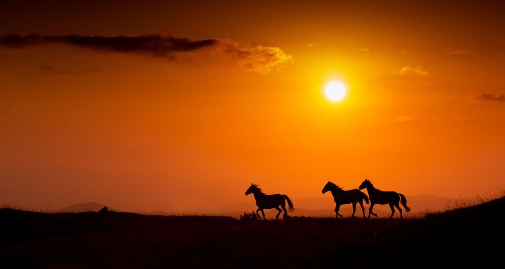 Photograph by Владимир Сковородников