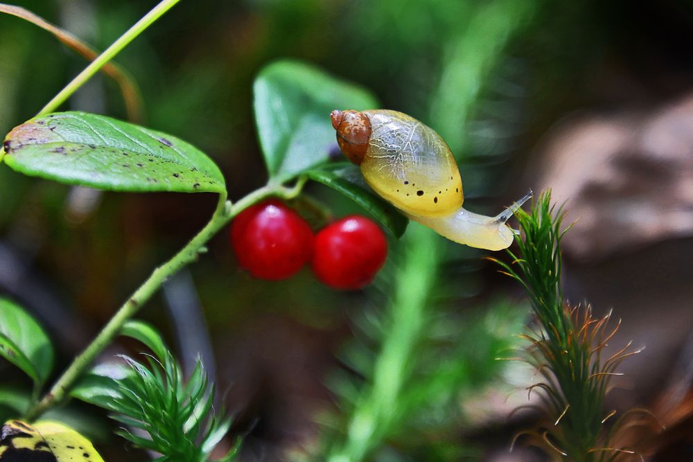 Фотография автора Ирина Игнатенко