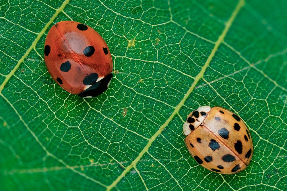 Фотография автора Васильев Роман