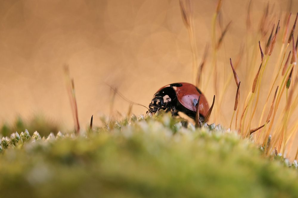 Фотография автора Васильев Роман