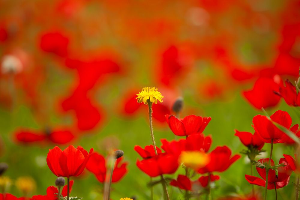 Photograph by Трегубов Лада