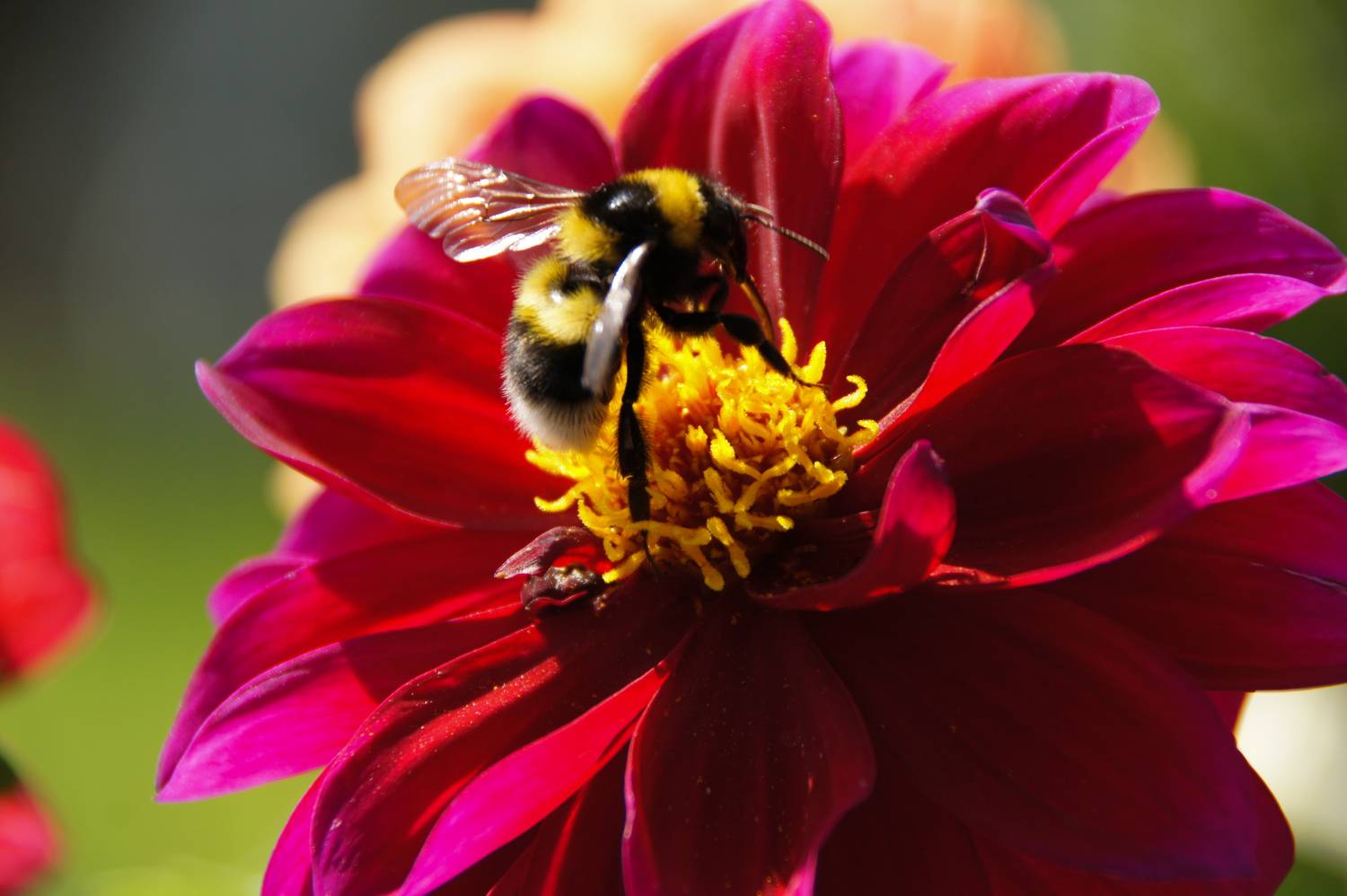 Фотография #13416980