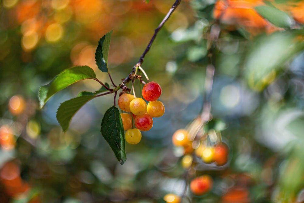 Photograph by Александр Лобынцев