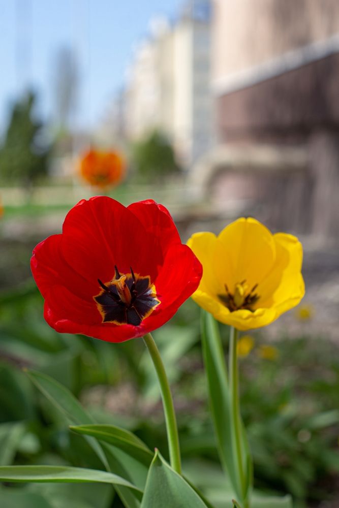 Photograph by Александр Лобынцев