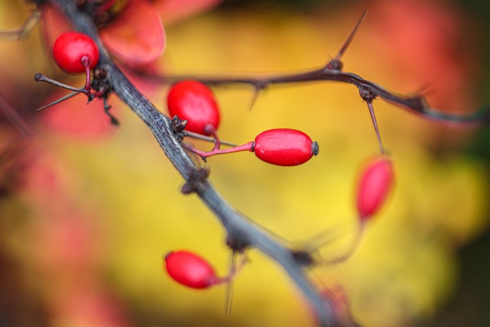 Photograph by Александр Лобынцев