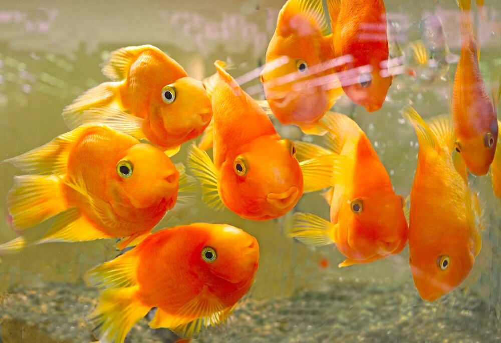 Photograph by Татьяна Пашинцева