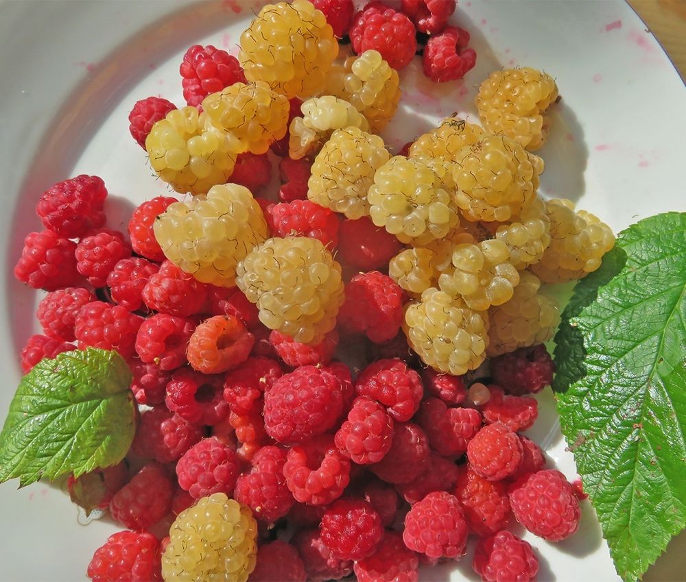 Photograph by Татьяна Пашинцева