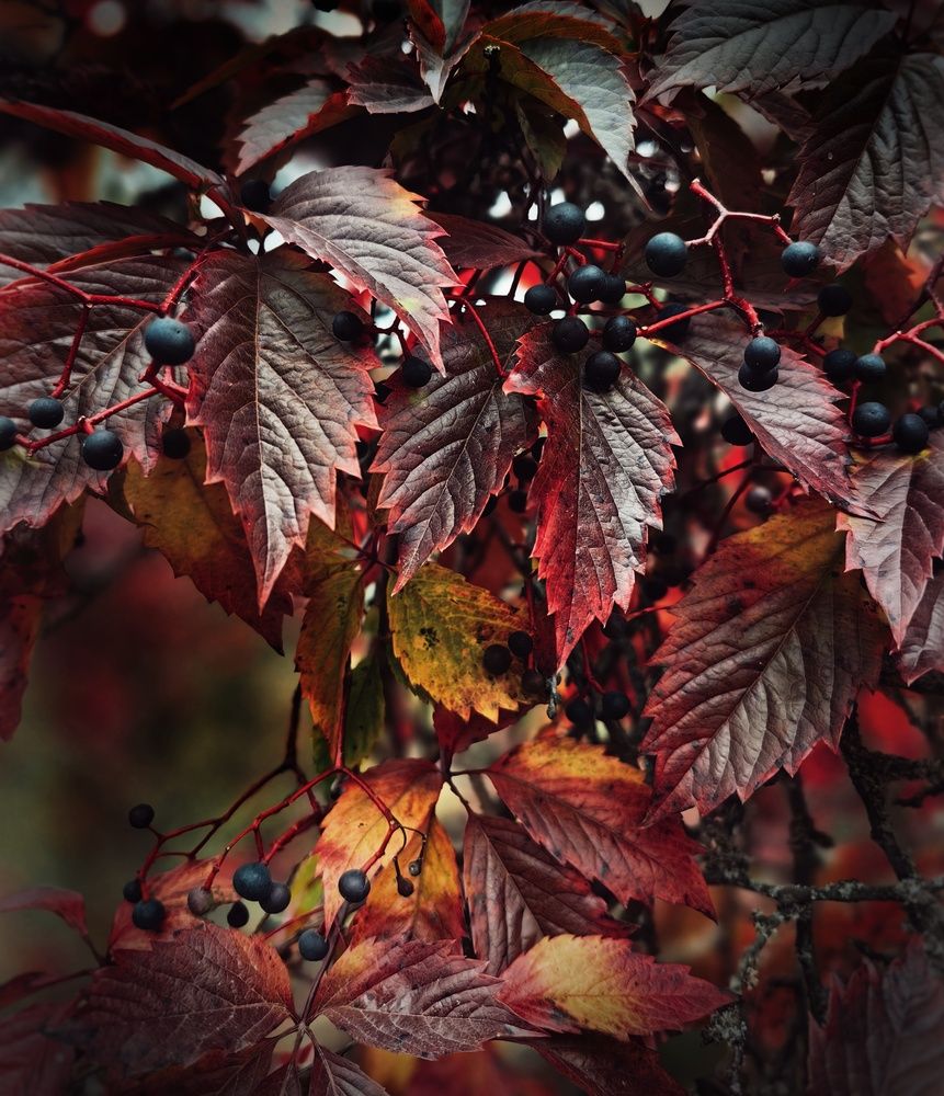 Photograph by Ярославна