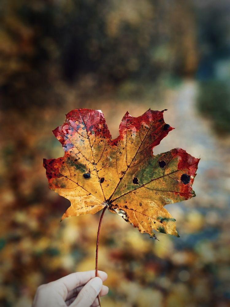 Photograph by Ярославна