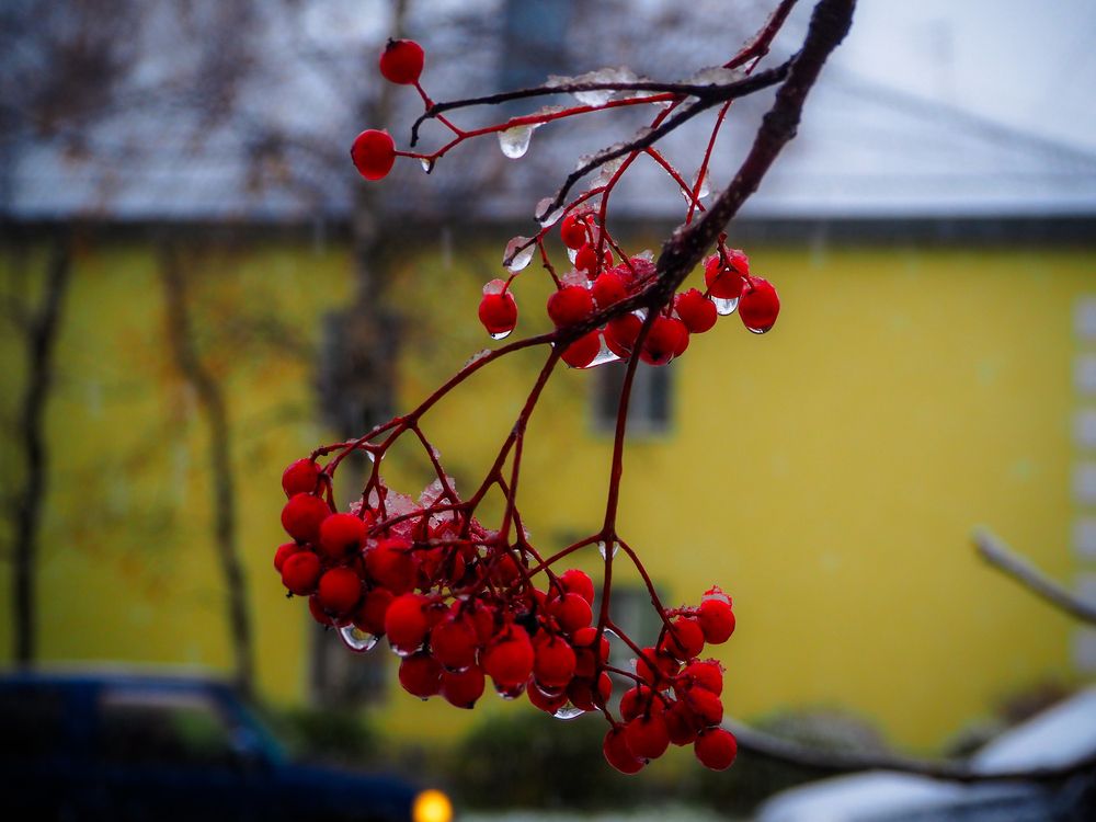 Плакала рябина