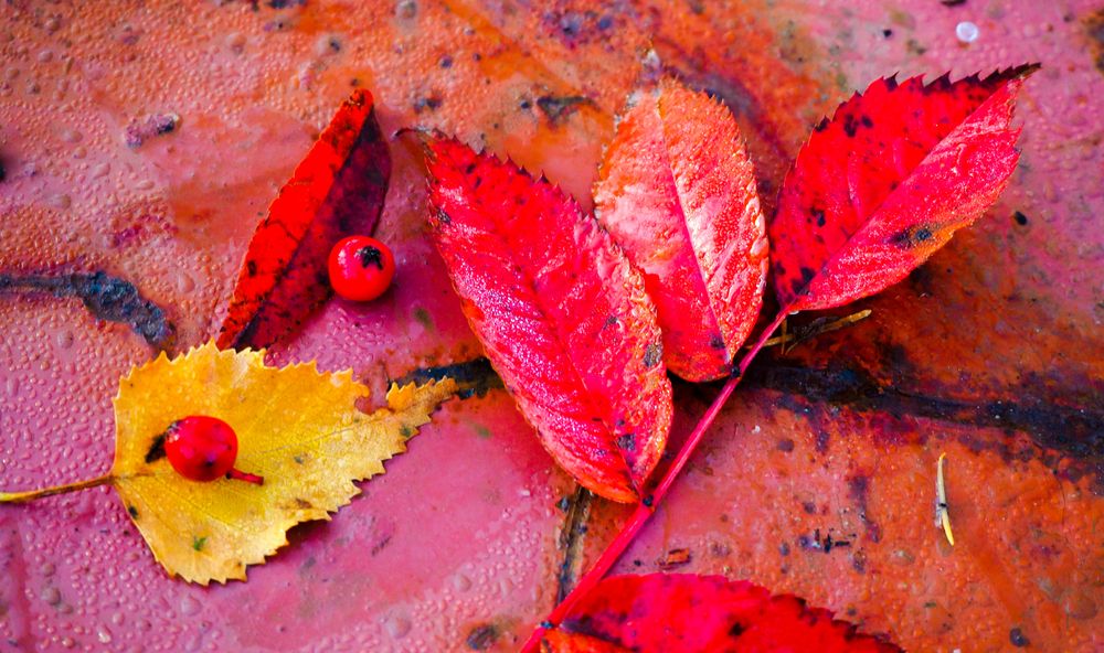 Photograph by Olena Vorotyntseva