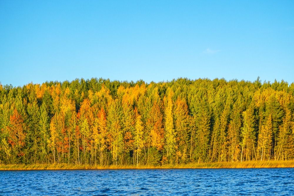Лесной край