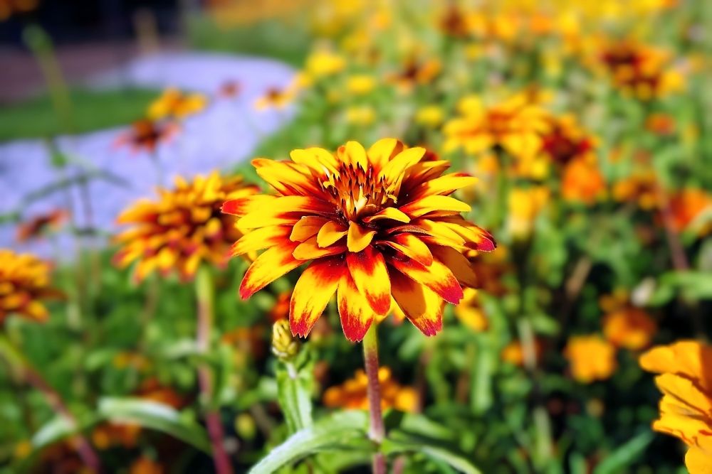 Photograph by valera0053