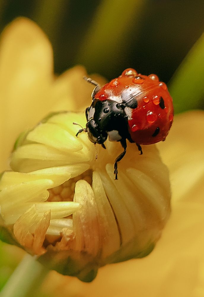 Photograph by Анна Чичилова