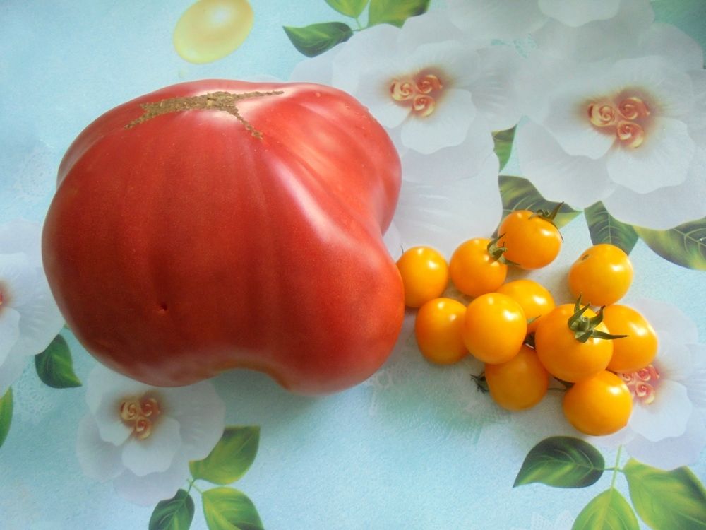 Слон и вишенки.