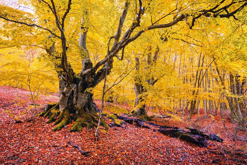 Photograph by Владимир Сковородников