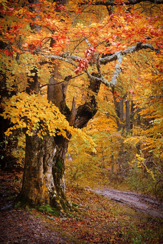 Photograph by Владимир Сковородников