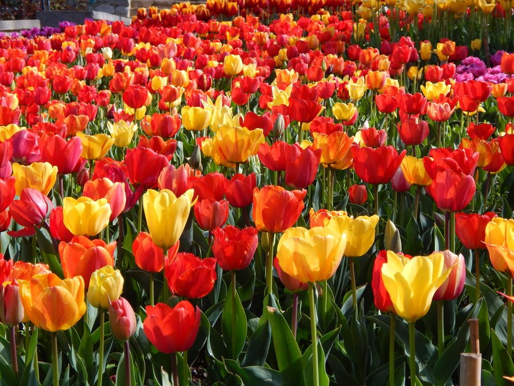 Photograph by Tanivsv