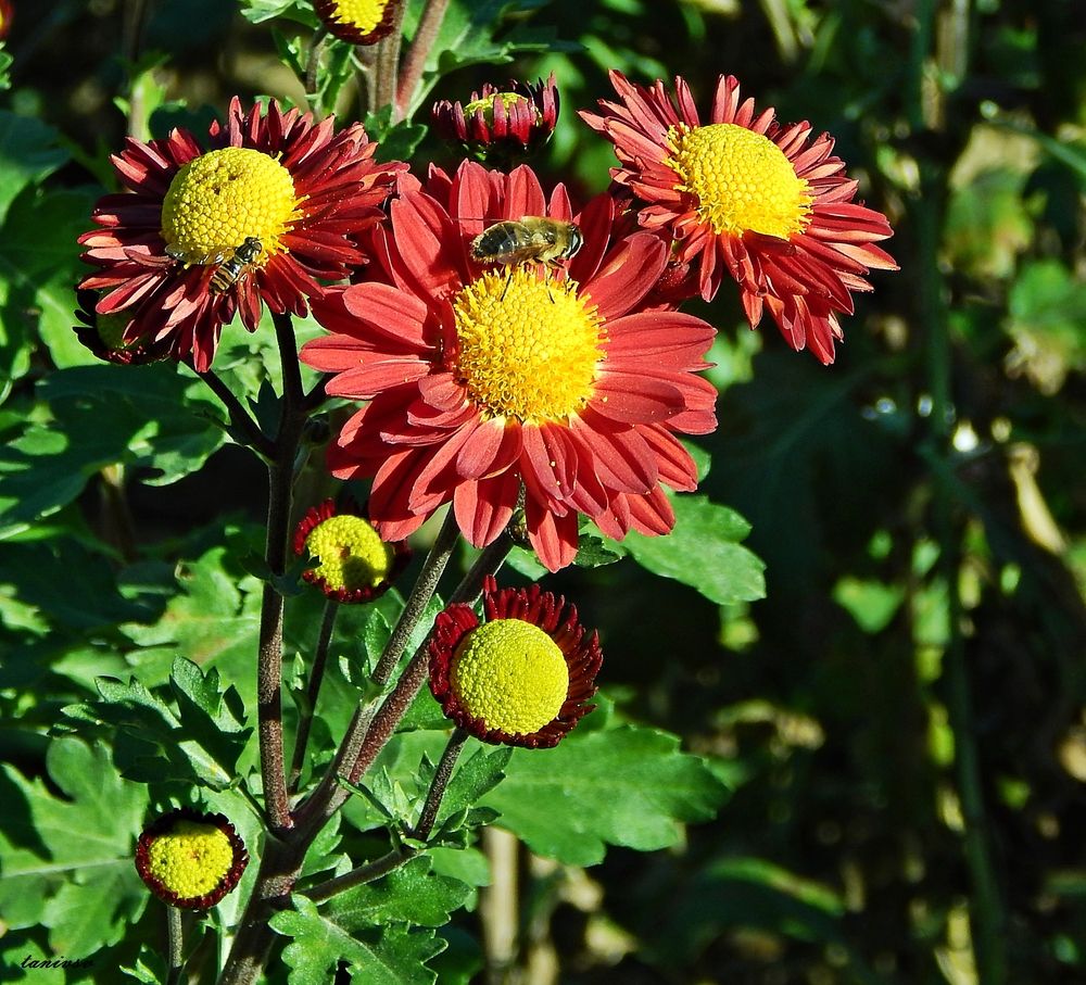 Photograph by Tanivsv