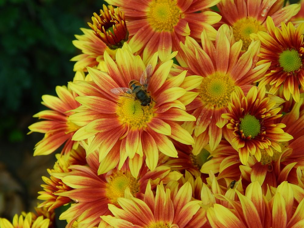 Photograph by Tanivsv