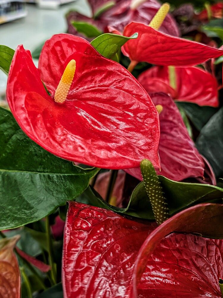 Photograph by Любовь Колмакова