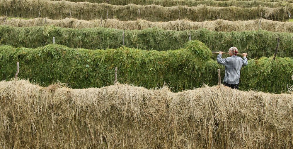 Как по нотам