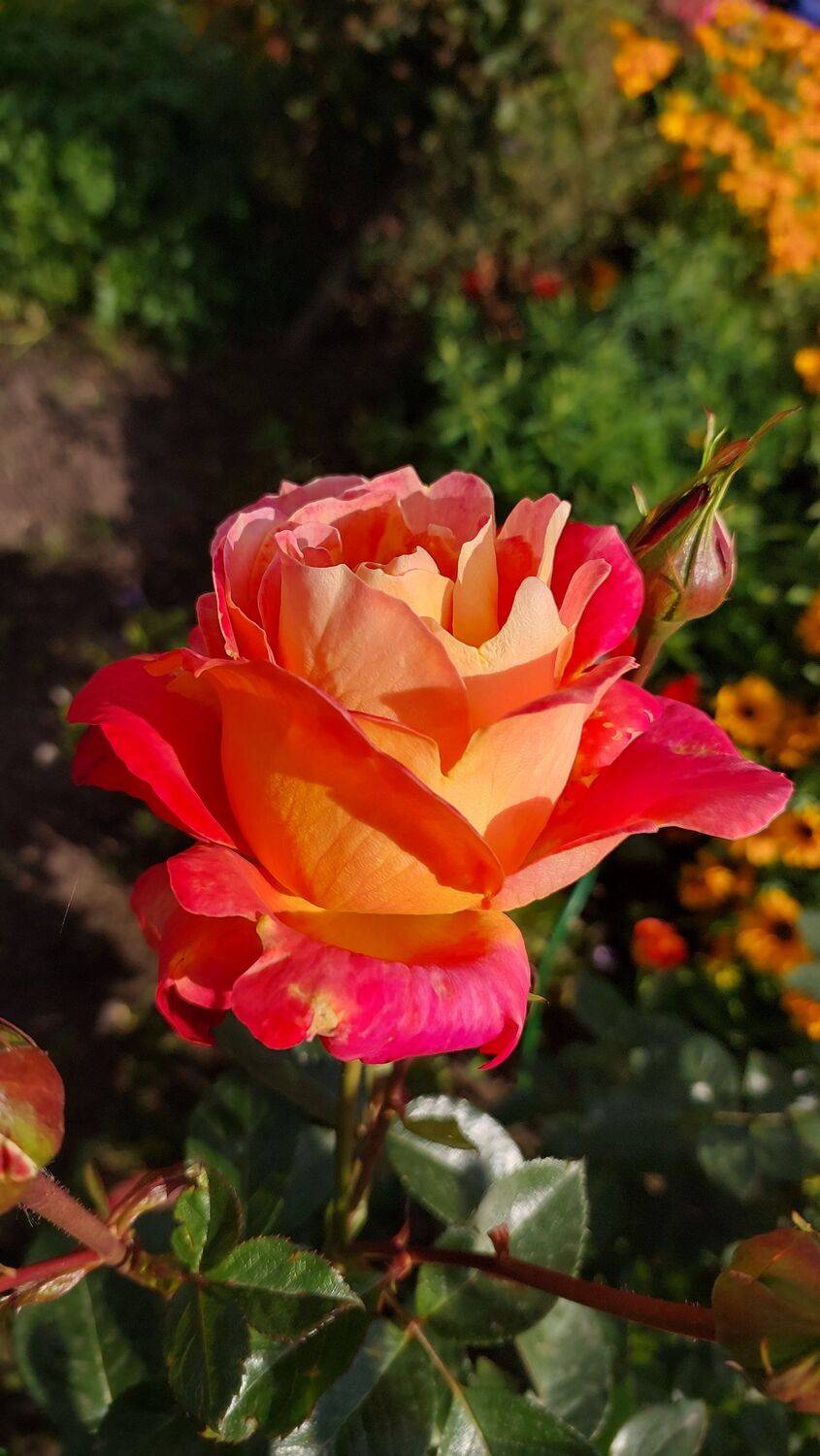 Фотография #13417762