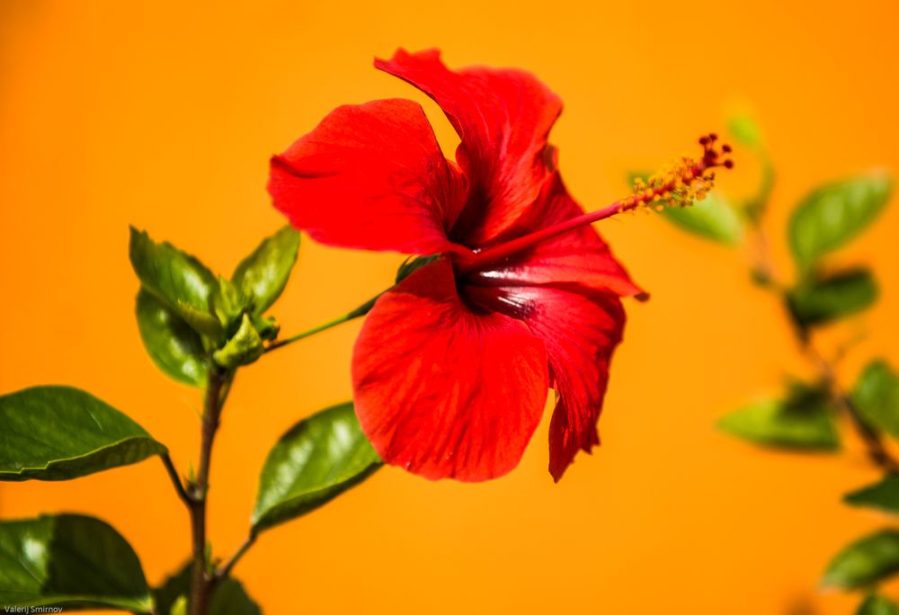 Фотография автора Валерий Смирнов