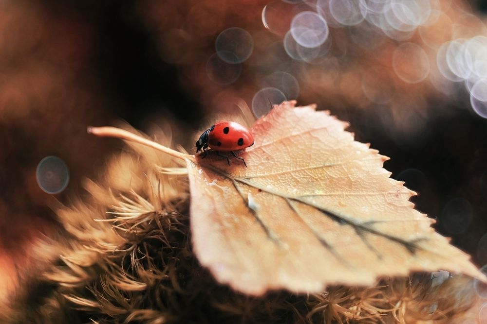 Photograph by Lapshina Vladlena