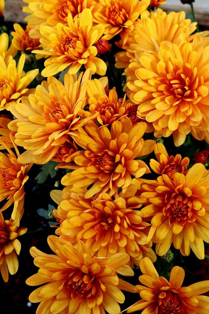 Sunrise in a pot