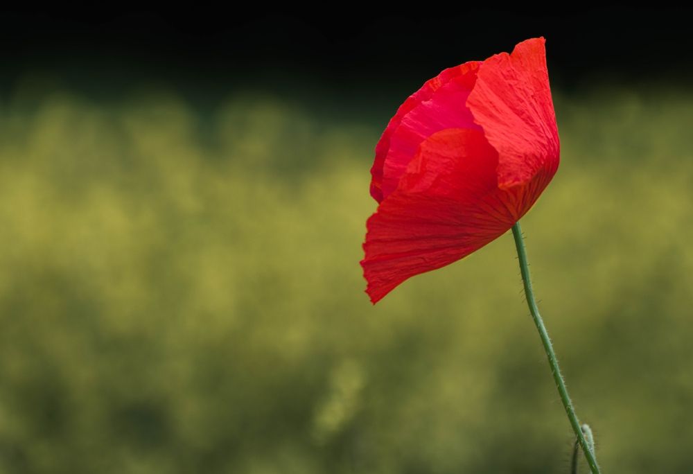 Фотография автора Milan Đorđević