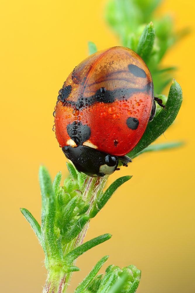 Божья коровка