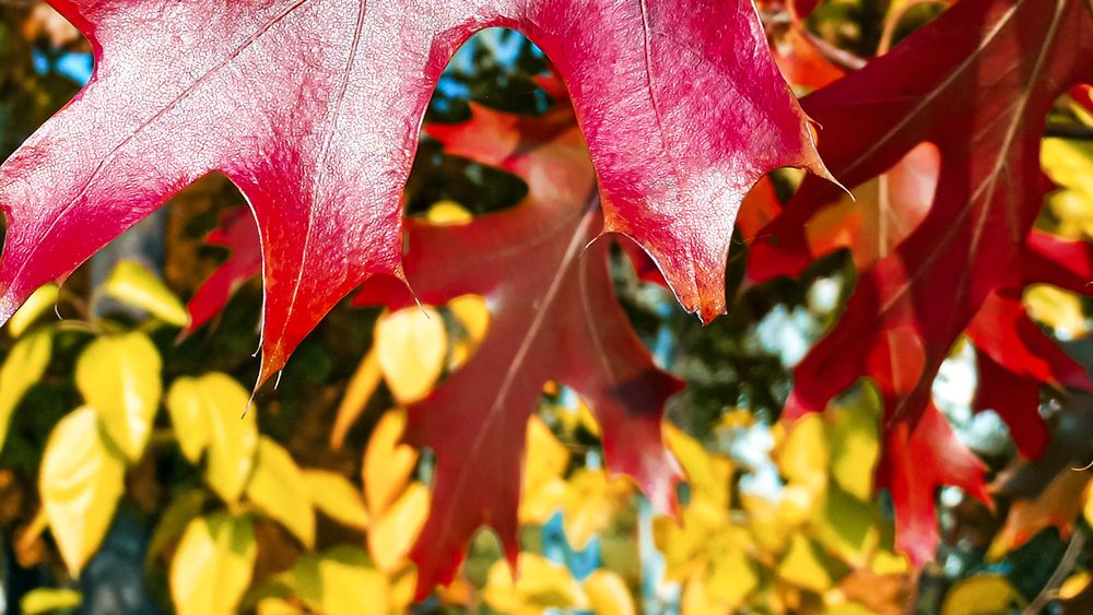 Красное на жёлтом