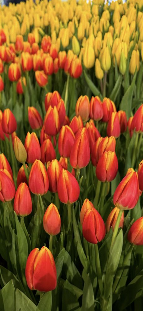 Photograph by Ольга Имамкулиева