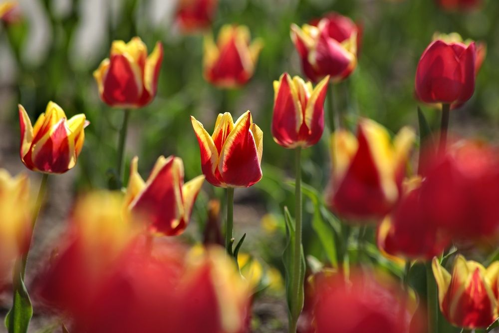 Фотография автора Татьяна Бравая