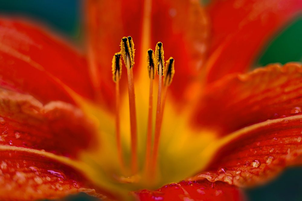 Фотография автора Татьяна Бравая